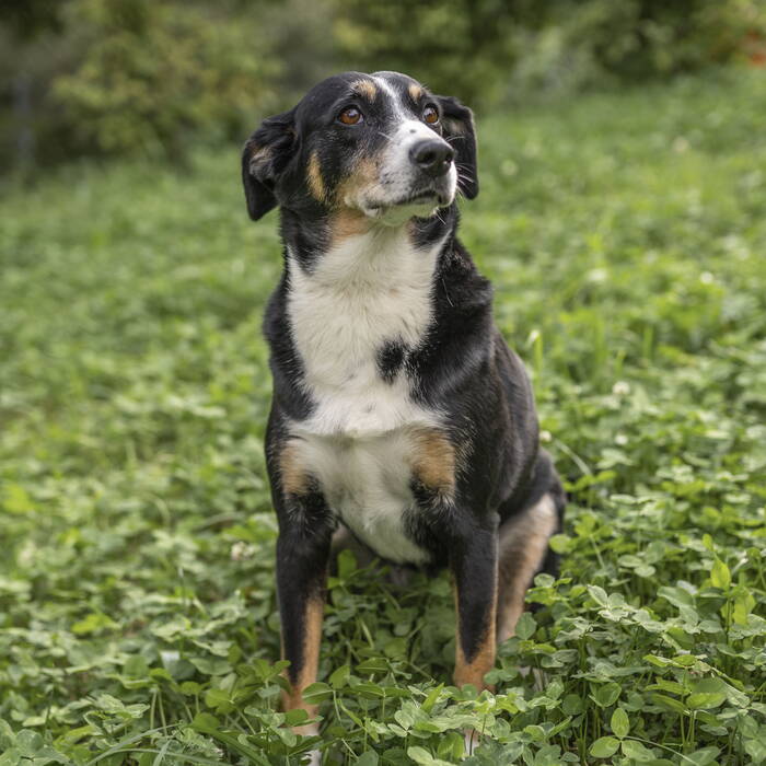 deischbach-hund.jpg Hund