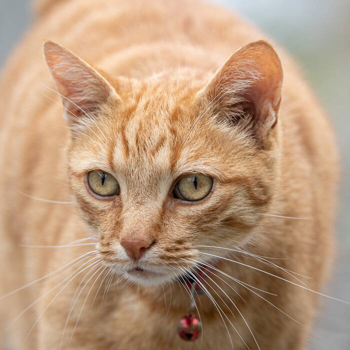 _dsc2928.jpg Katzen
