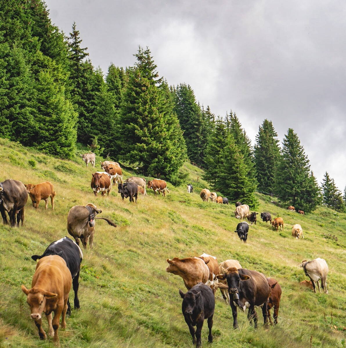 Kühe und Kälber auf der Alpe oberhalb Lax.