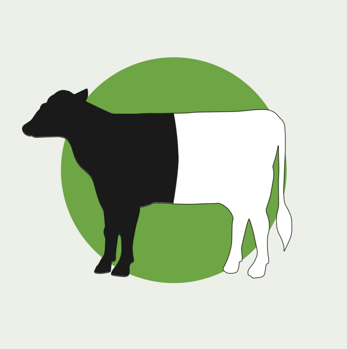 Kuh als Symbolbild fürs Bestellpaket.